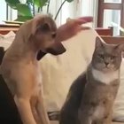 Pet the kitty