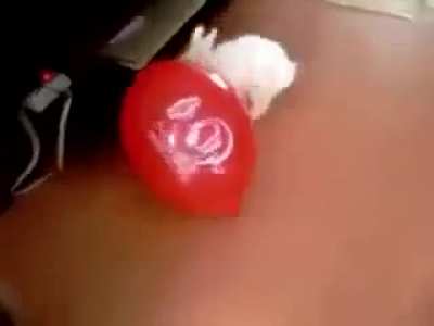 BUNNY NOO