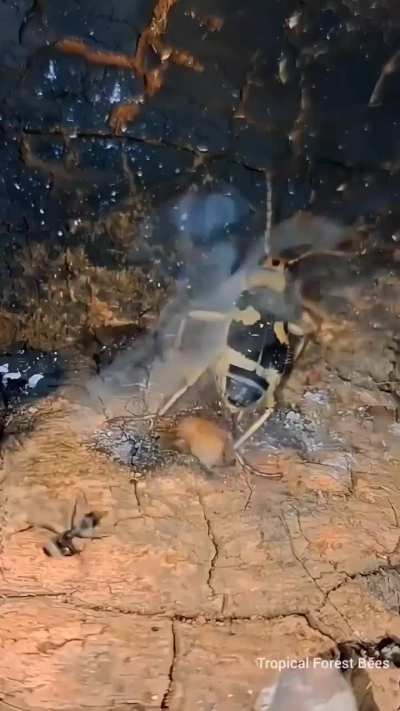 ? Bombardier Beetles spray boiling acid (212 degrees f) as a defence mechanism against predators