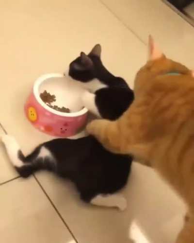 I'm hungry damn it!