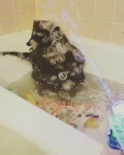 This raccoon taking a bubblebath ?