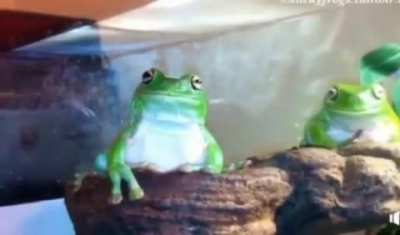 Frog ?