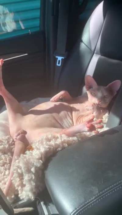 Hairless cats have absolutely no shame