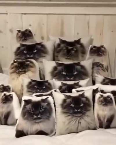 Can You Find Me?