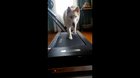 She couldn't figure out how to get the treat