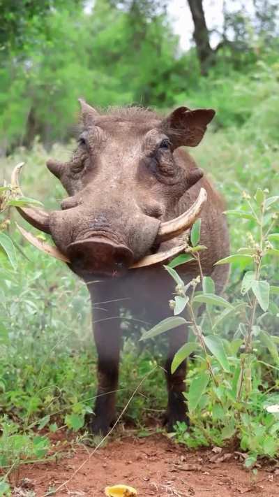 ?The common Warthog (Phacochoerus africanus)