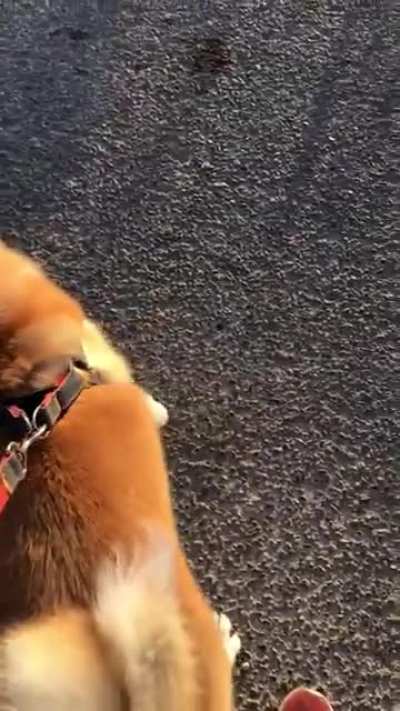 My dog died inside earlier today ? ?