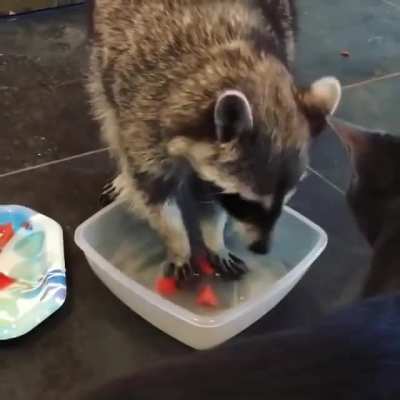 Cat doesn't want trash panda to enjoy his meal