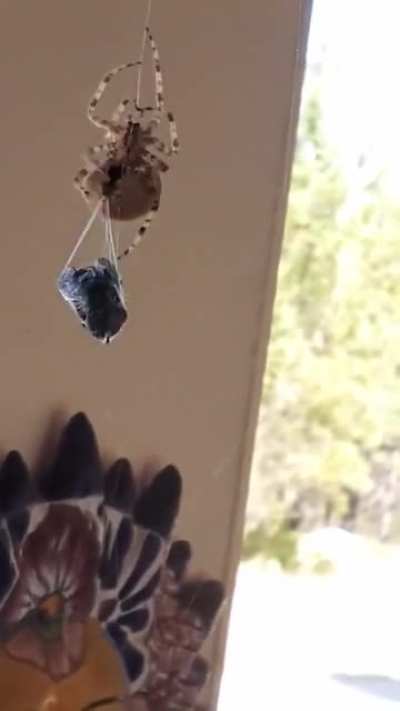 Feeding a giant horse fly to one of the "porch cats". This is Petunia one of the cat face orb weaver spiders that calls these people's porch home. These guys are smart and build their webs near light sources and are pros at diving into jars apparently.