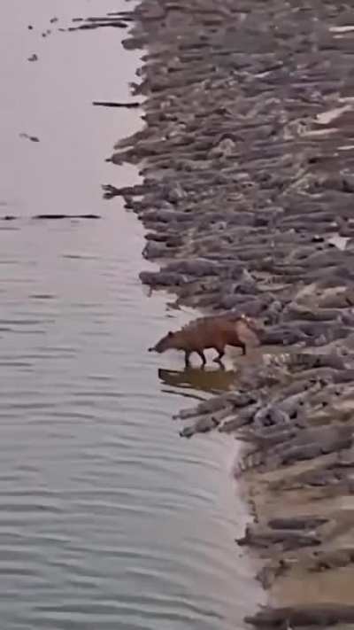 ? A capybara standing peacefully amid hundreds of crocodiles