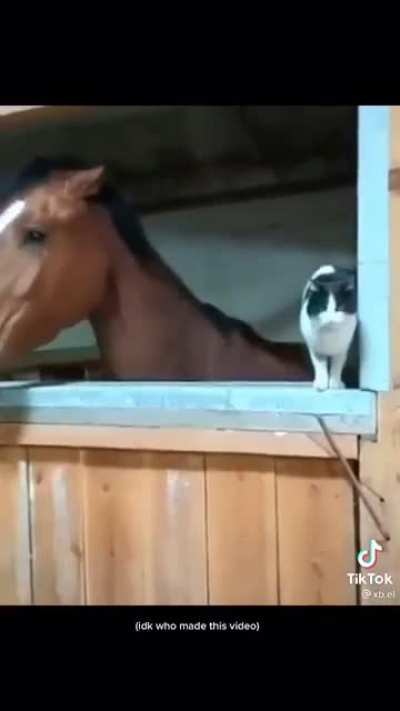 This horse
