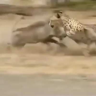 Warthog plays the uno reverse card