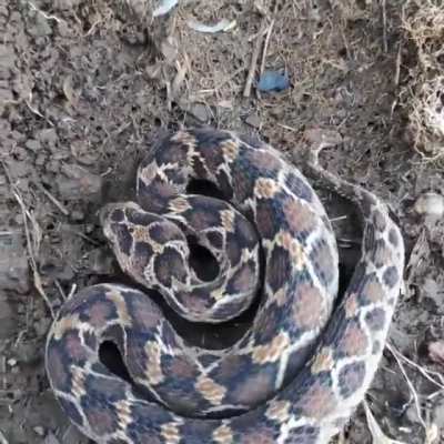 ? A Saw Scaled Viper In Defense Mode looking Awesome!
