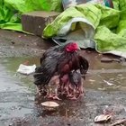Mother chicken protects her babies in the rain.