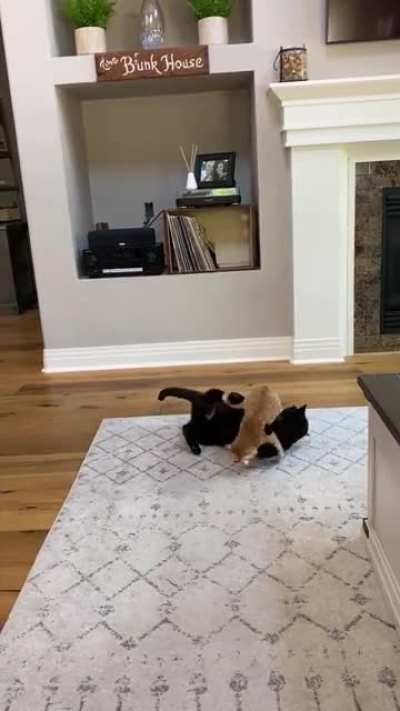 Kitty MMA!