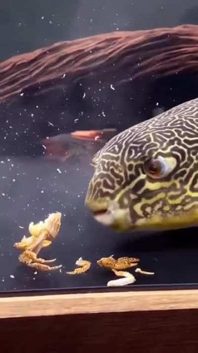 Snack