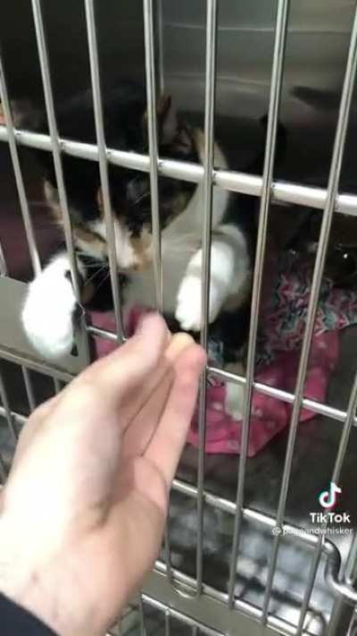 Shelter cat telling human to pet her