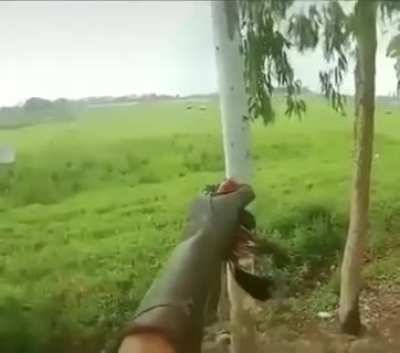 Good boy