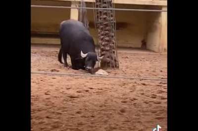 Buffalo flipping over a turtle