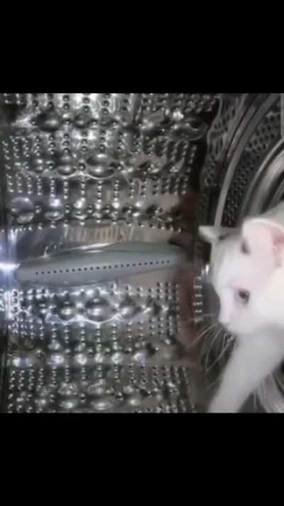 appliance inspector?