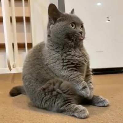 I am not a Cat