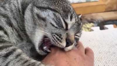 Falling asleep mid-bite is so not cool