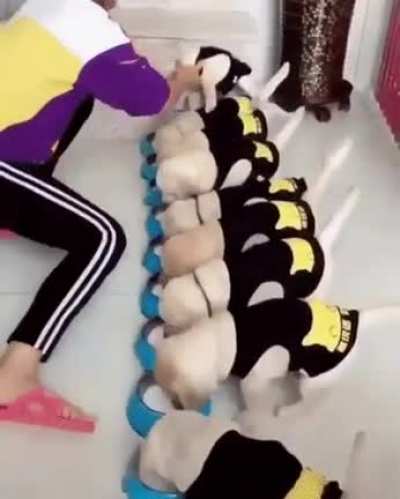 Puppers, Assemble