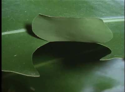 ? This caterpillar creates a little hut to hide from predators while eating