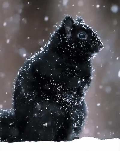 Check out this video of a rare black squirrel in the snow ?️
