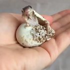 ? A King cobra emerging from its shell ?
