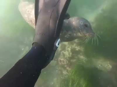 ? Seal checking out human's snorkeling gear