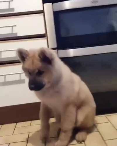 The Favourite Food Dance