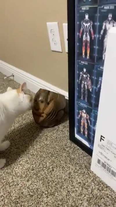 Double hop startle