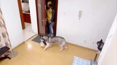 Foot delivery for dogs, but not tips for the delivery man