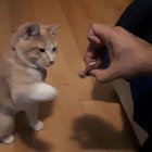 meow_irl