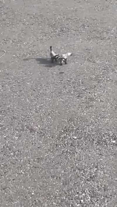 I present you baby honey badgers