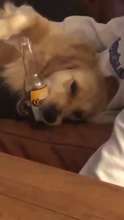 Just a dog holding my beer.