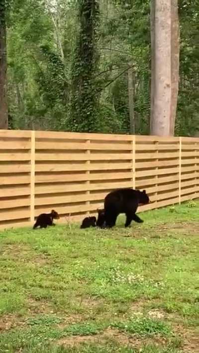 ? Mother Bear has her paws full ?