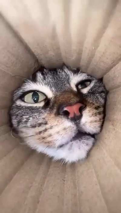 close to the sniff