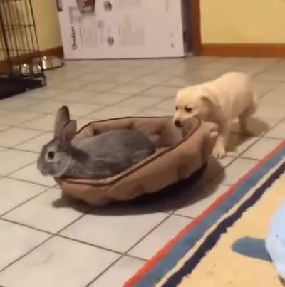 Puppy Wants The Bed Too. ?