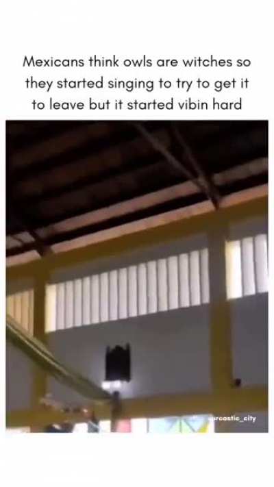 Blursed owl?
