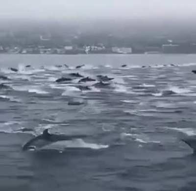 ? If dolphins were horses, this would be a stampede...