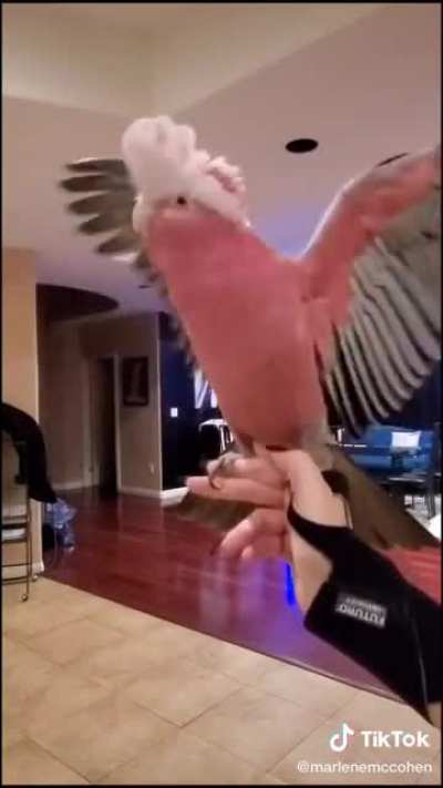 Wild Acting Parrot