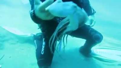 ?Playful tiny octopus... Watch until the end.. ?