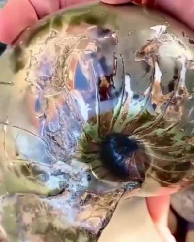 Fossilized nautilus with pyrite.