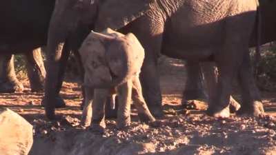 ? A baby elephant figuring out their trunk ?