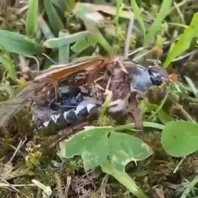 ? A Zombie Bug