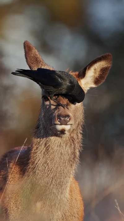 ?Symbiotic relationship between a jackdaw and a red deer
