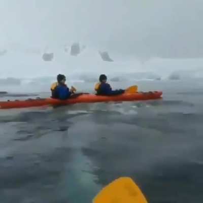 ? Kayakers encounter a whale ?