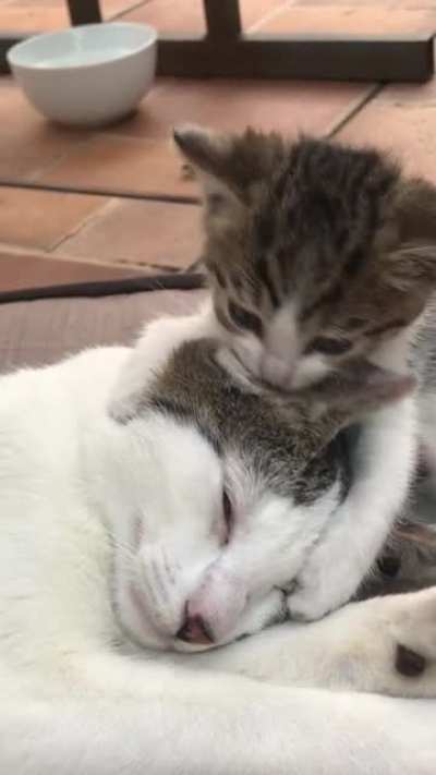 Little Brothers are always jerks when you wanna sleep?